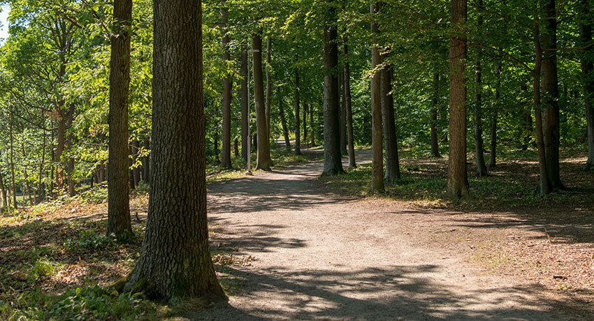Bøgskov på Galgberget i Halmstad