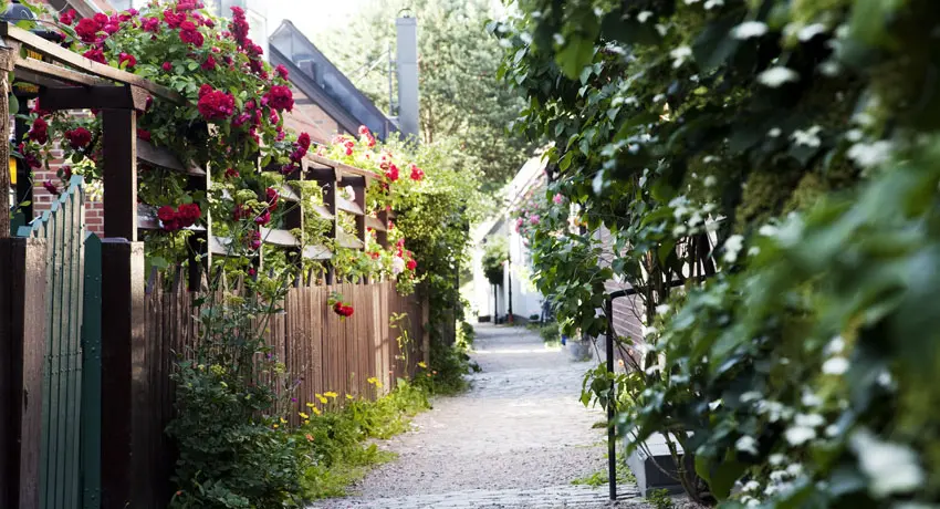 A house alley with greenery