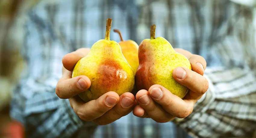  Hands holding pear in hand