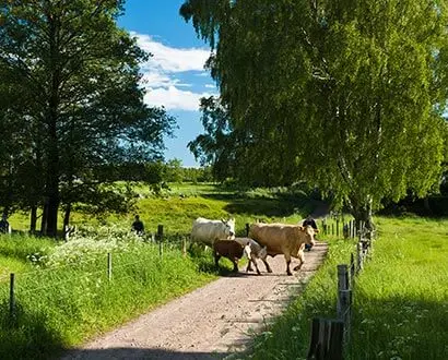 Kor på väg i Möllegårds naturreservat i Halmstad