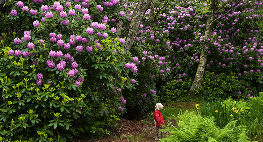 Barn tittar på stora Rhododendronbuskar i Rhododendronparken i Halmstad