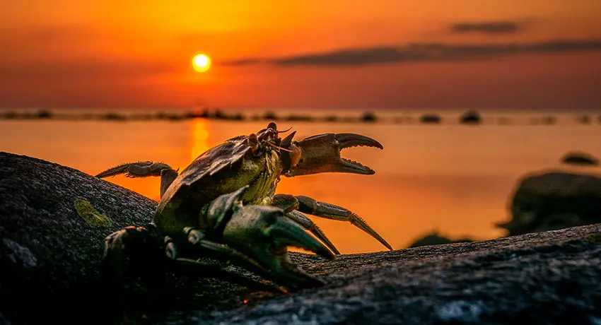 Krabbe auf Felsen an der Küste von Steninge bei Sonnenuntergang