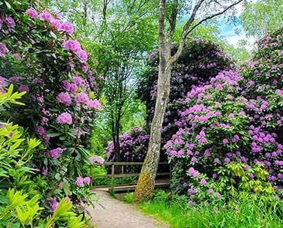 Rhododendronparken i Tylösand i Halmstad