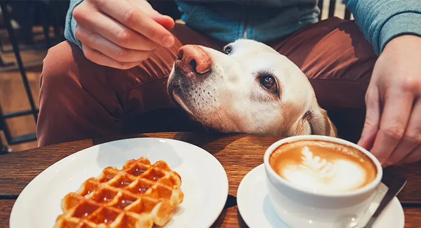  Dog looks at coffee
