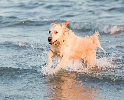 Hund springer i havet