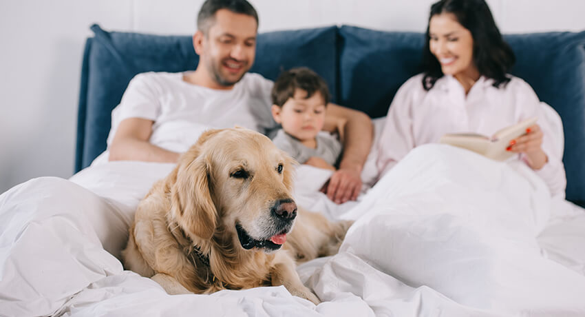 Familie og hund i én seng