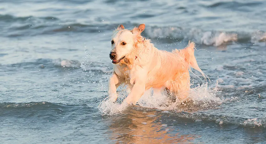 Hund springer i vattnet
