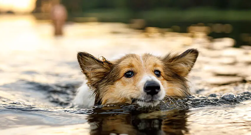 Hund simmar i en sjö