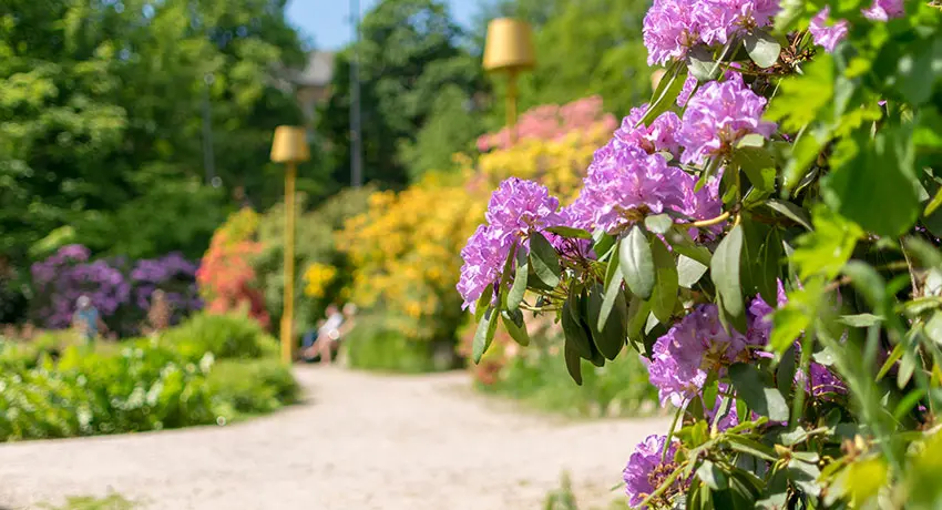  Flowers in Norre Katts park in Halmstad