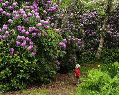 Rhododendronparken i Tylösand i Halmstad