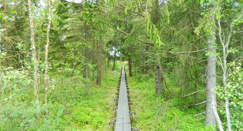  A footbridge on Långhultamyren in Halmstad