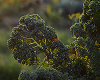  Close up of kale