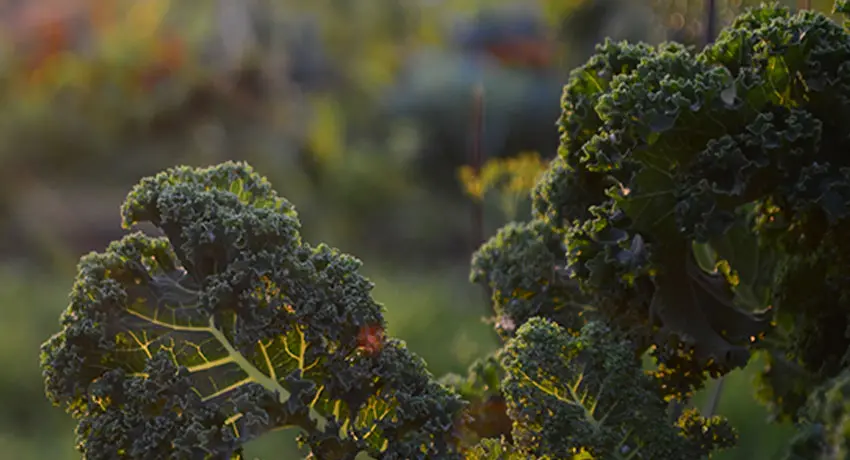  Close up of kale